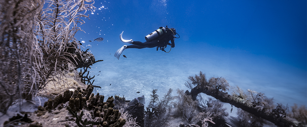 Scuba Diving Blog - Diving 2000