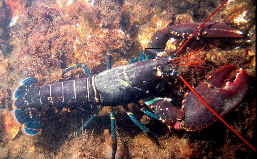 Discover the European lobster in Denmark’s Little Belt: its nocturnal habits, powerful crusher and cutter claws, molting growth, and top fun facts for divers.